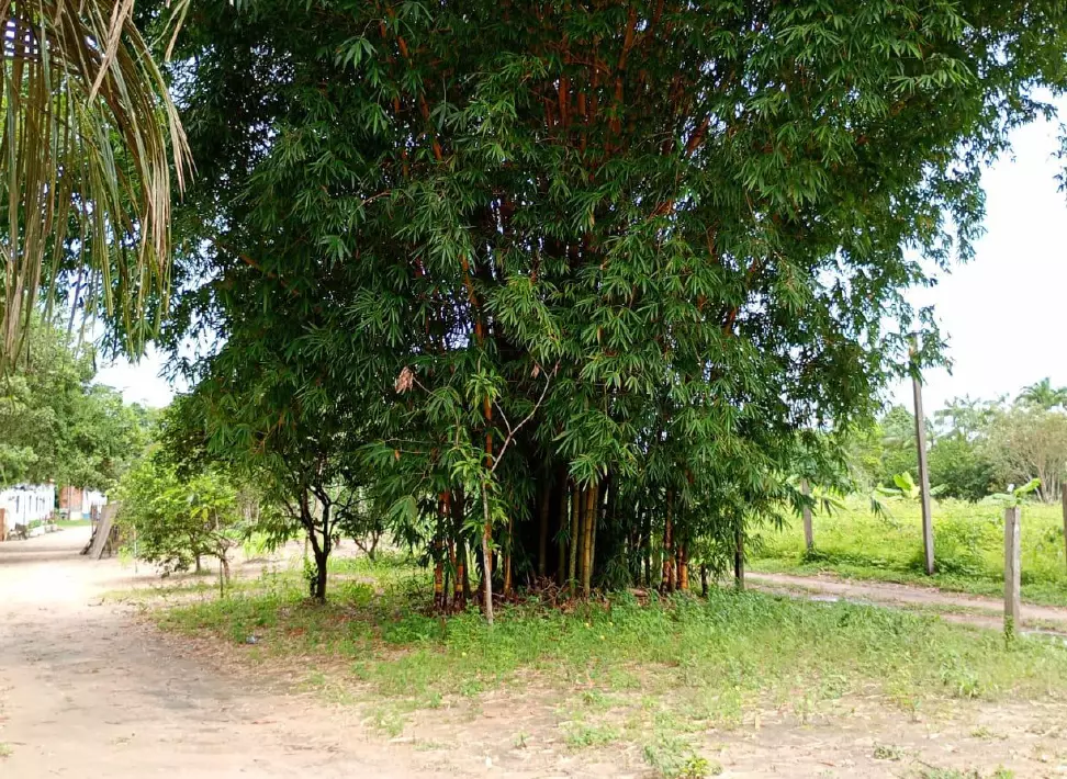 Área verde arborizada com bambuzal em clínica de recuperação parceira